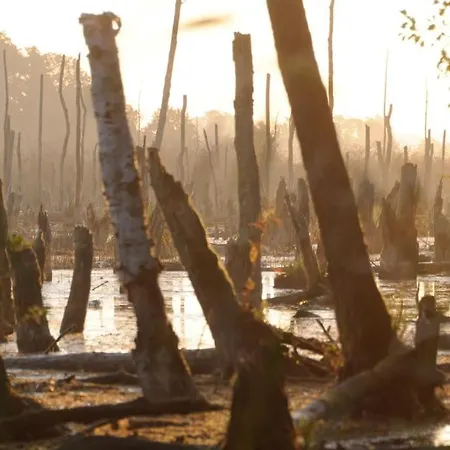 Romantisches Am Waldesrand Mit Gartensauna Schwarz (Mecklenburgische Seenplatte)